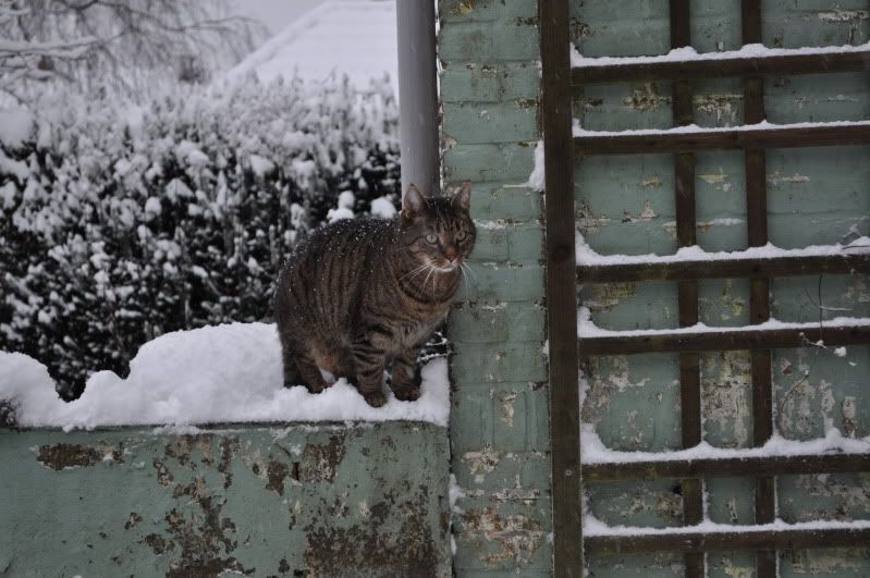 DSC_1013.jpg
