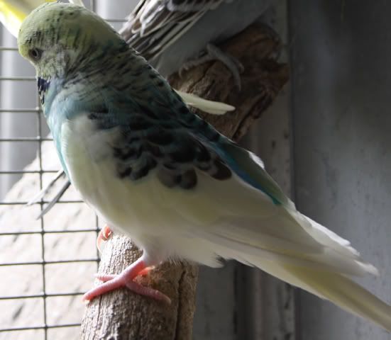 budgie.jpg