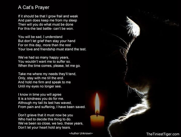 A Cats Prayer