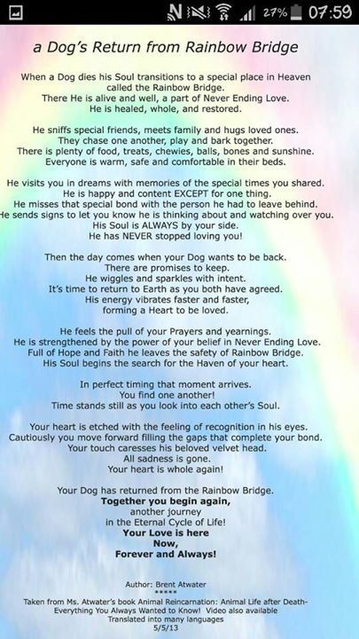 A Dog's Return From The Rainbow Bridge