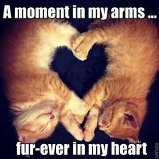 A Moment In My Arms Fur-Ever In My Heart