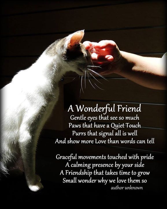 A Wonderful Friend