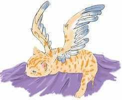 Angel Cat