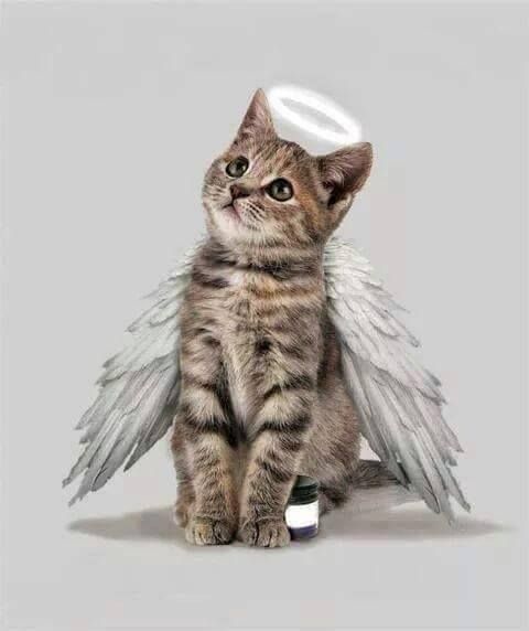 Angel Kitten