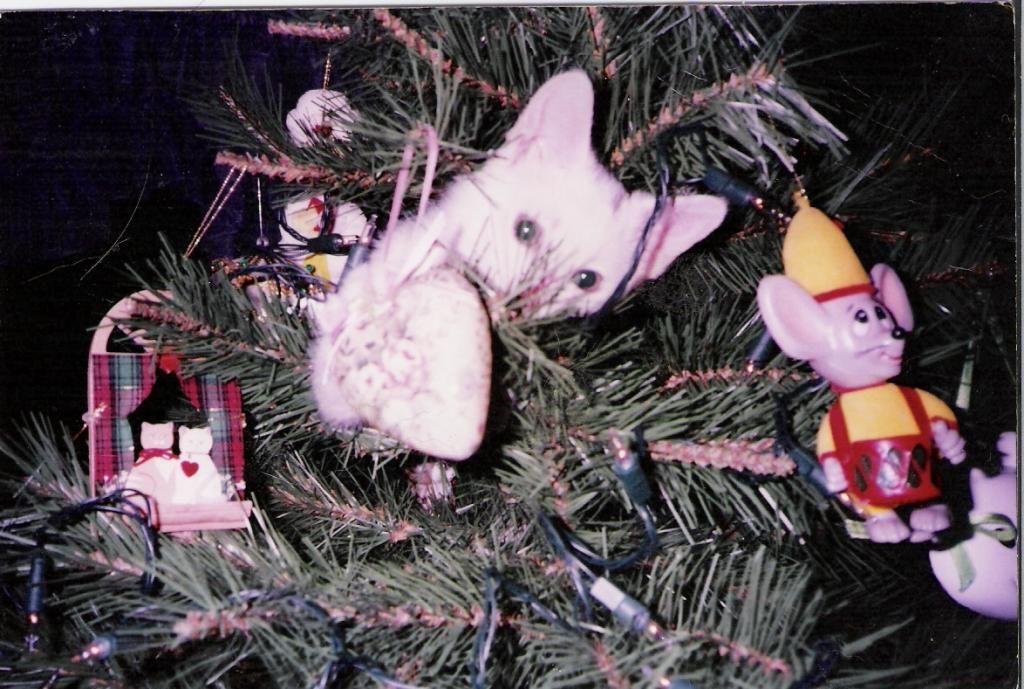 A Kitten Or Christmas Ornament?