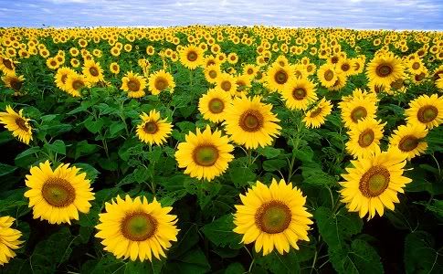 sunflowers photo: :) sunflowers.jpg