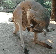 1280829828_kangaroo-licking-its-balls.gif