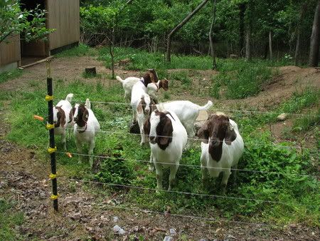 Christmas Spirit!! - Goats