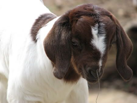 Christmas Spirit!! - Goats