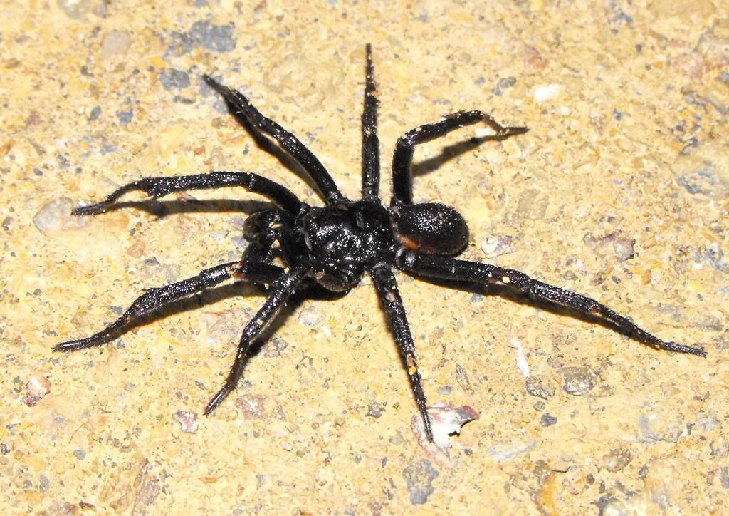 FunnelWeb.jpg Funnel Web Spider picture by spiderglads