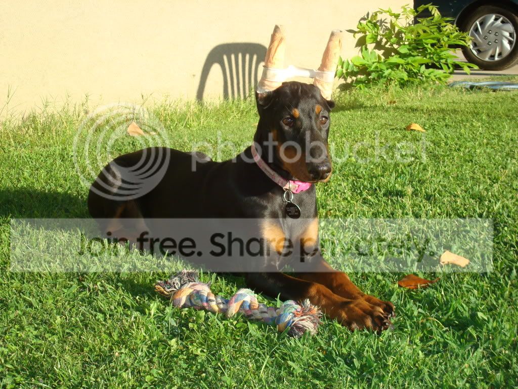 Dogsaugust22nd024.jpg